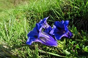 Primavera al Monte Campo con distese di crocus e al Laghetto di Pietra Quadra in progressivo disgelo il 24 maggio 2018 - FOTOGALLERY